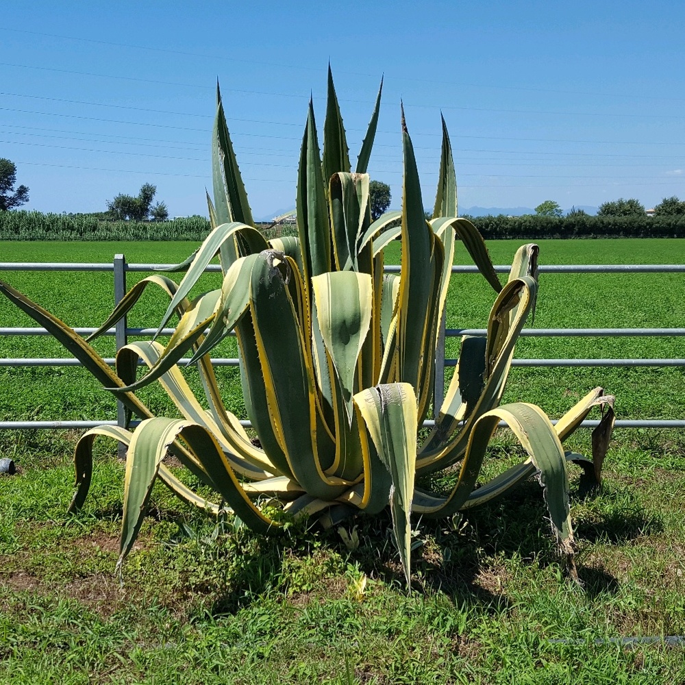 Meet your Posher, Menachem